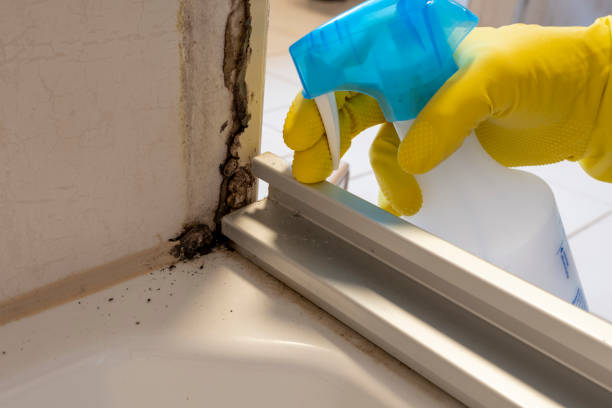 Home Mold Removal in Paxtonia, PA